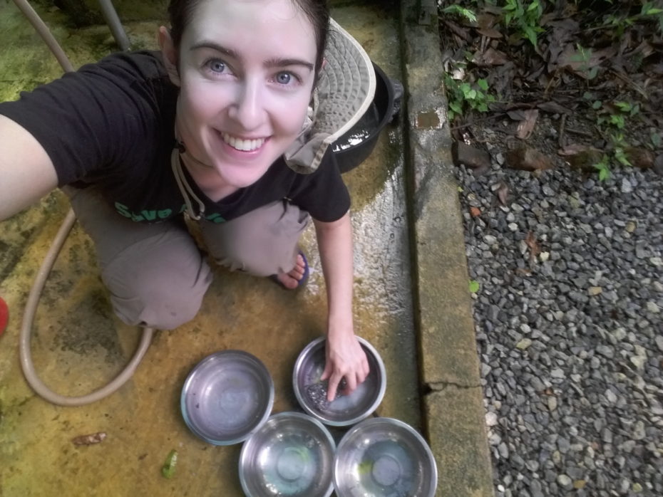 Scrubbing water bowls for the Owston's Palm Civets.