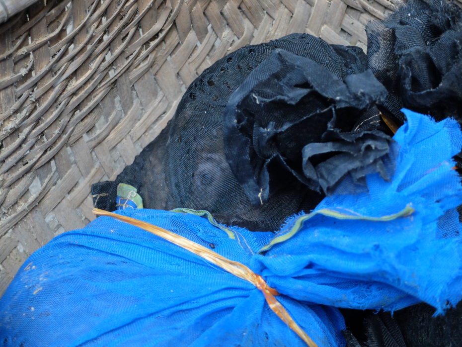 A pangolin peers out of a bag at the rescue.