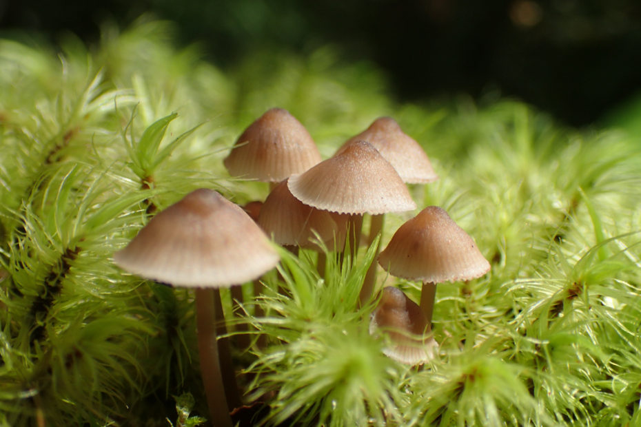 Mushrooms in the moss.