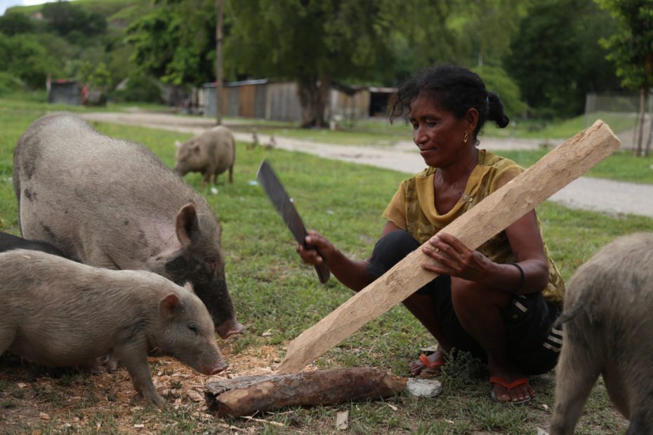 A woman chopping food for pigs outside Dili, Timor-Leste.
