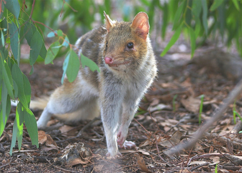 The Eastern Quoll has been extinct on the Australian mainland since the 1960s, but is now being reintroduced at Mulligans Flat Woodland Sanctuary in Canberra. Photo by David Jenkins. CC BY-NC-SA 2.0