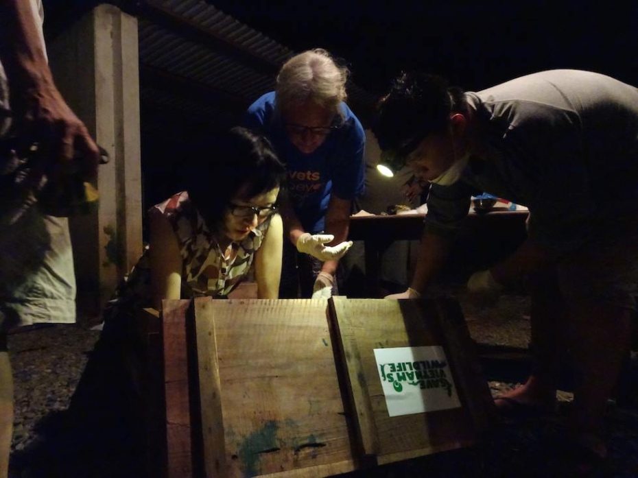 Preparing the pangolins for release late at night.