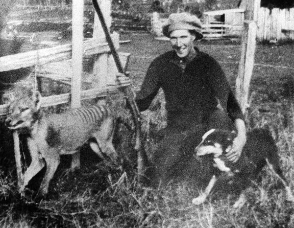 The Tasmanian Tiger was hunted to extinction, with the last wild animal killed in 1930. Photo by Unknown - http://tasphotos.blogspot.com/2009/02/wilfred-batty-and-his-tasmanian-tiger.html, Public Domain, https://commons.wikimedia.org/w/index.php?curid=11957745